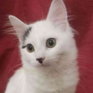 Meet your Posher, Evangeline